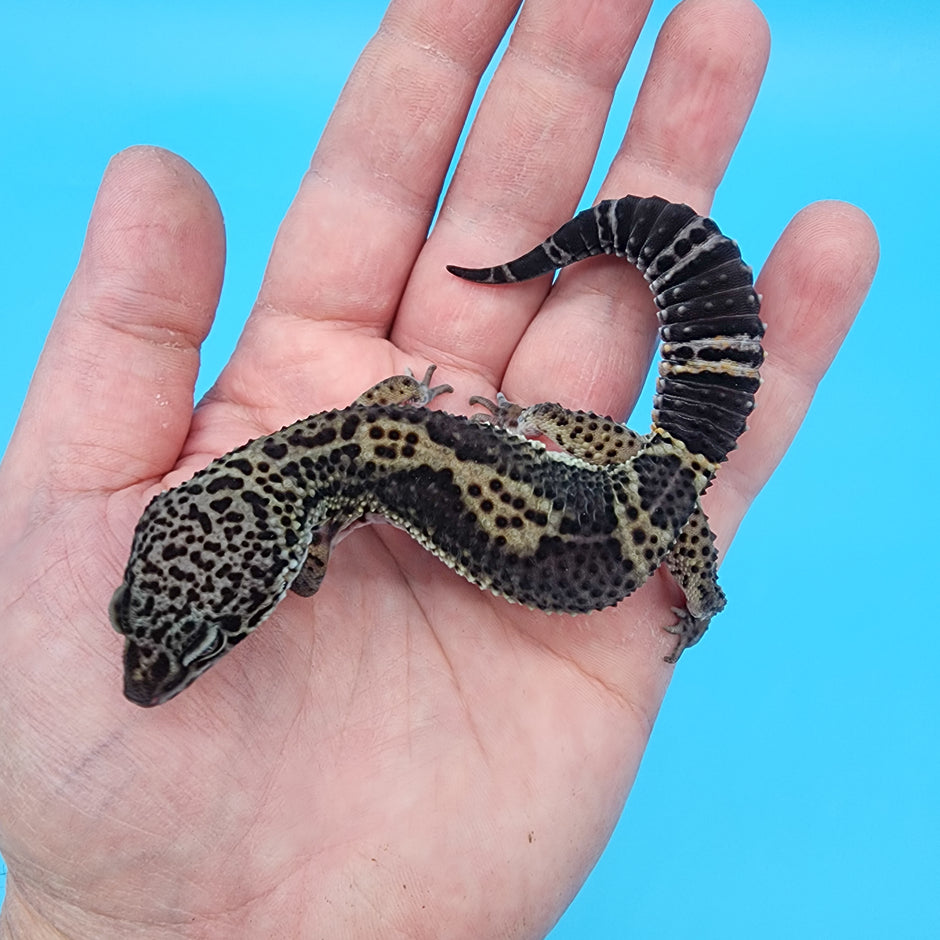 Black Night Leopard Geckos for Sale – Geeky Gecko Creations