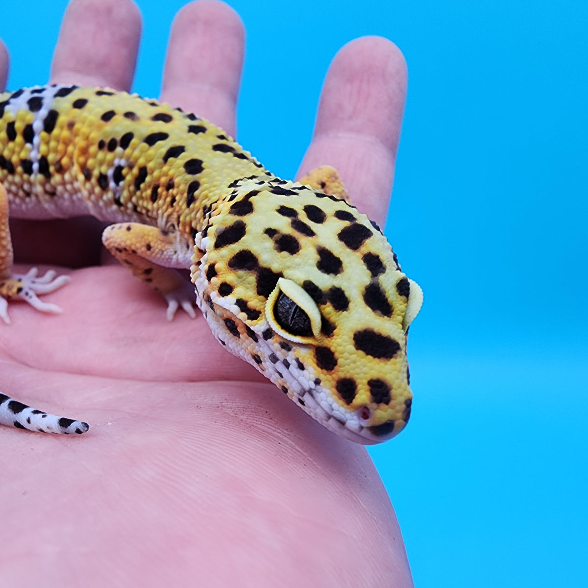 Cheeto Lizard Female Cheetah – Frank Cuzzolina