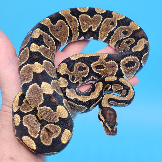 Male Yellow Belly 100% Het Puzzle