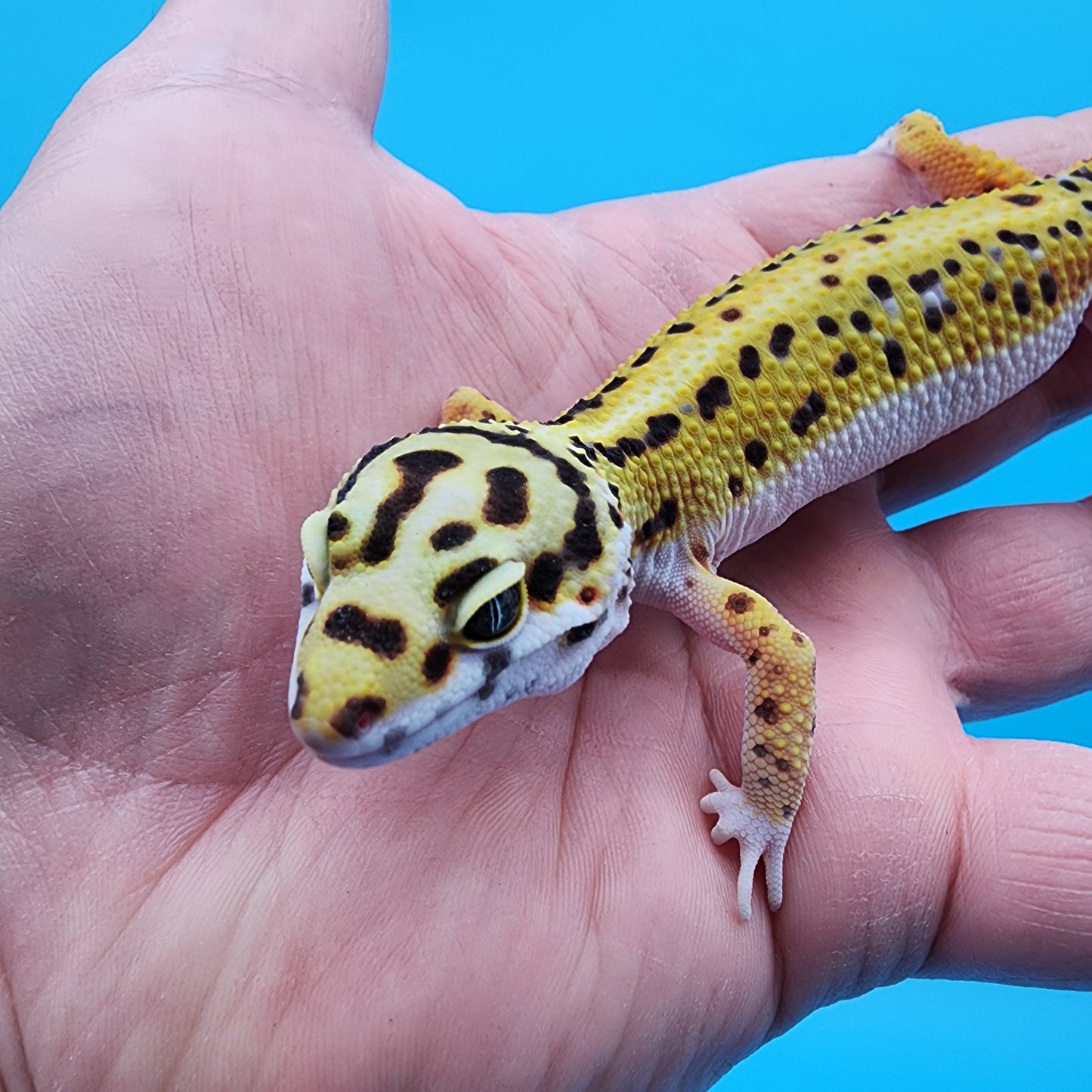 Male Hyper Xanthic Halloween Mask Bandit White and Yellow (TBS & Fire Bold Lineage)