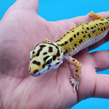 Male Hyper Xanthic Halloween Mask Bandit White and Yellow (TBS & Fire Bold Lineage)