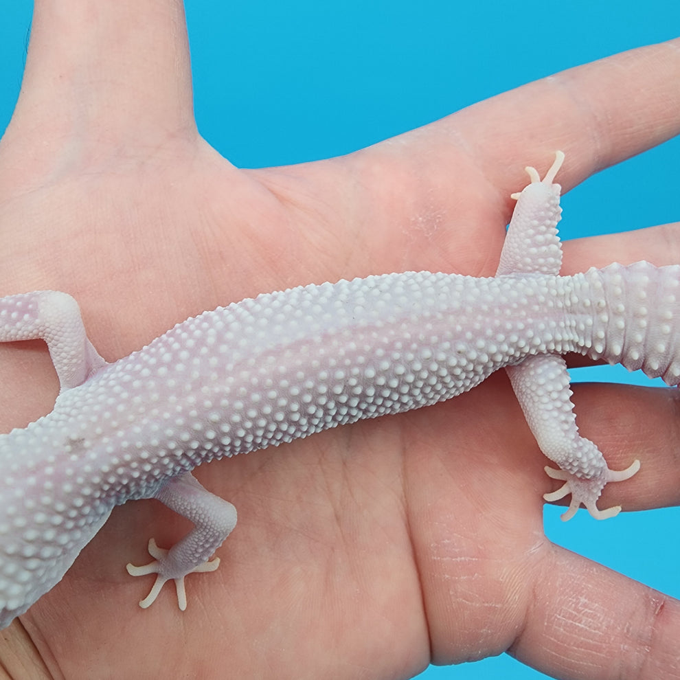 Female Afghanicus Blizzard pos Mack Snow 100% het Diablo Blanco Nice P ...