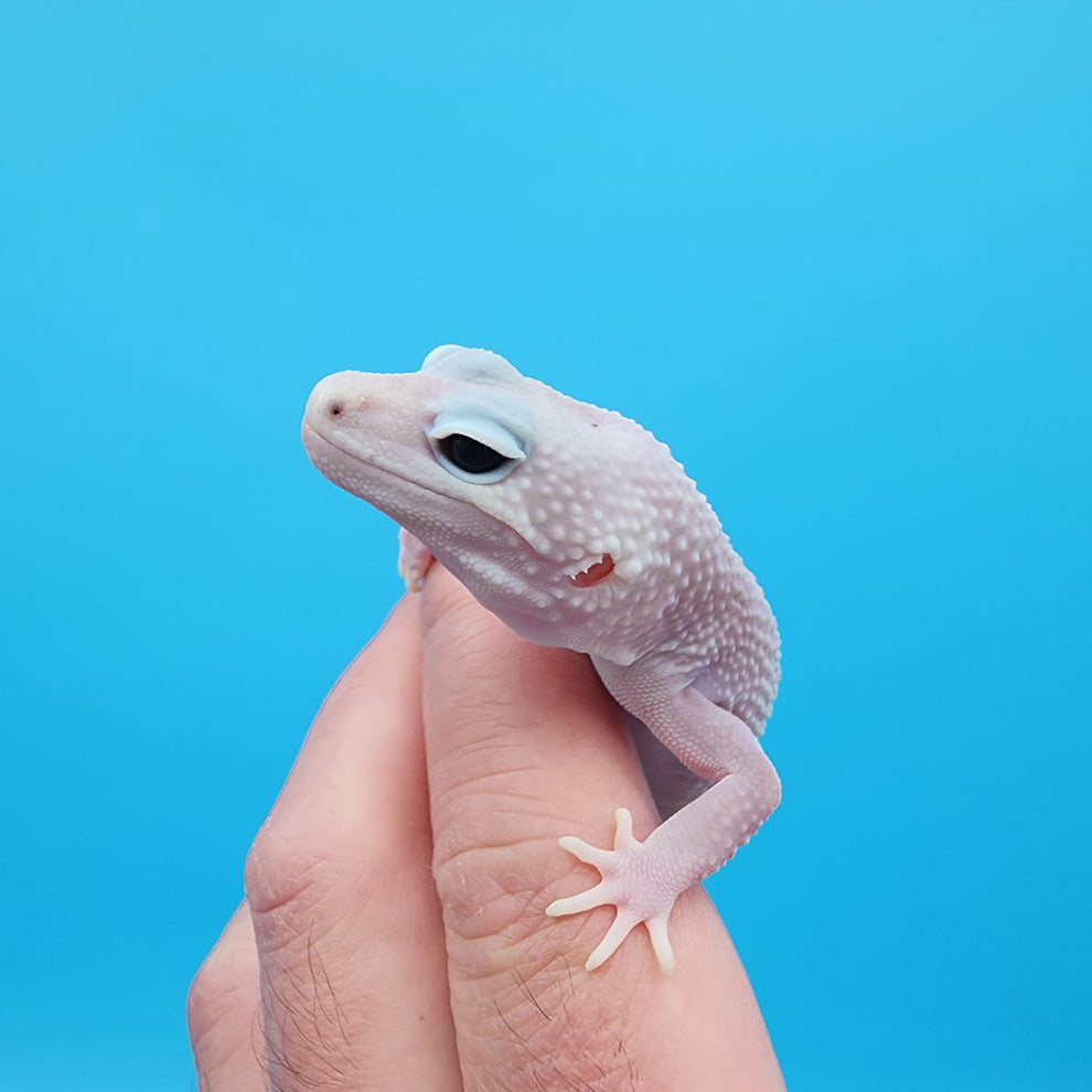 Female Afghanicus Blizzard pos Mack Snow 100% het Diablo Blanco Nice P ...