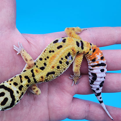 Male Hyper Xanthic Fire Bold Halloween Mask Bandit 100% Het Tremper Albino Possible White & Yellow