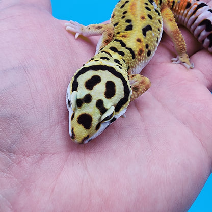 Male Hyper Xanthic Fire Bold Halloween Mask Bandit 100% Het Tremper Albino Possible White & Yellow