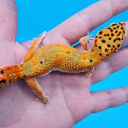 Female Red Diamond Mandarin Inferno Emerine