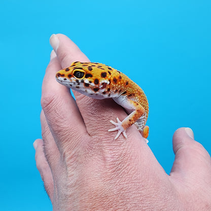 Female Red Diamond Mandarin Inferno Emerine