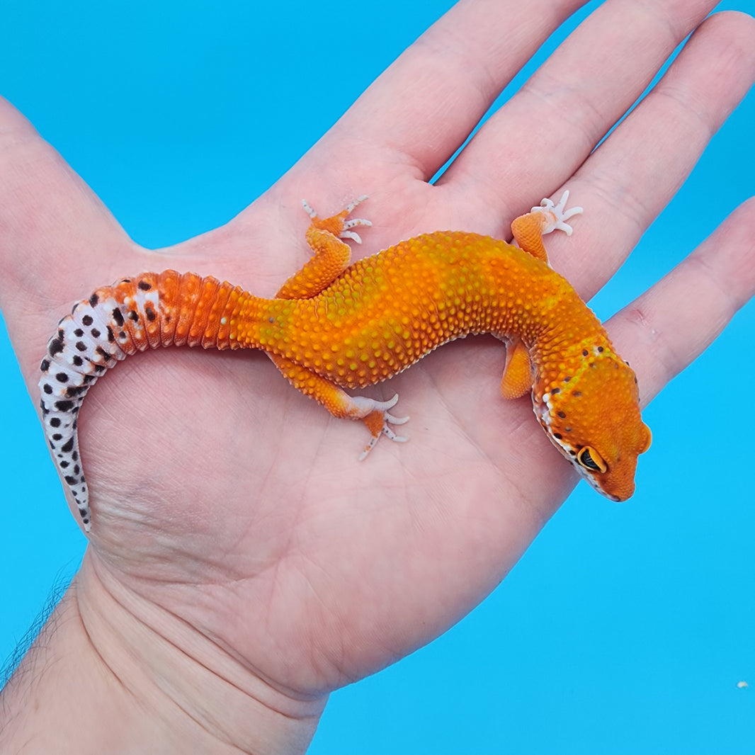 All Leopard Geckos for Sale – Geeky Gecko Creations