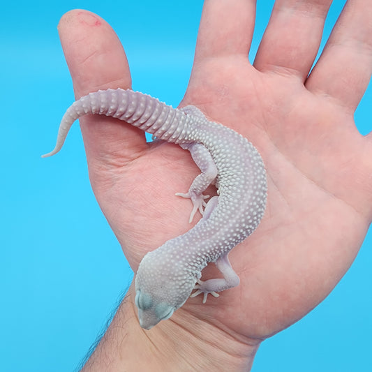 Male Afghanicus Blizzard pos Mack Snow 100% het Diablo Blanco