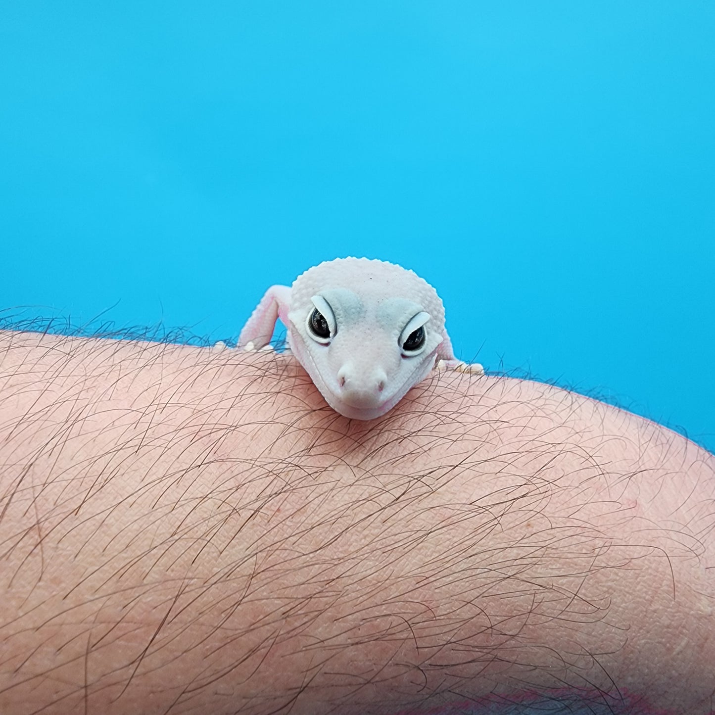 Male Afghanicus Blizzard pos Mack Snow 100% het Diablo Blanco