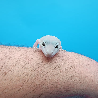 Male Afghanicus Blizzard pos Mack Snow 100% het Diablo Blanco