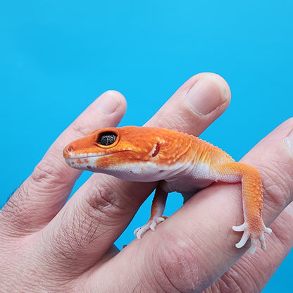 Female Mandarin Inferno 100% Het Tremper Albino