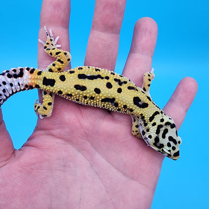 Male Bold Bandit