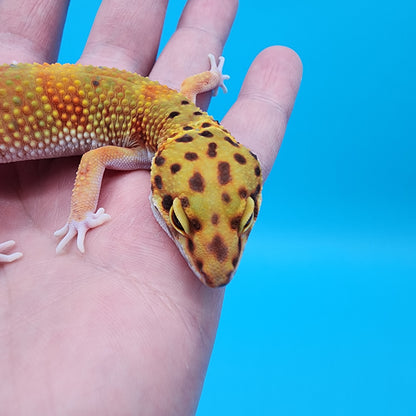 Female Super Giant Blood Emerine 100% Het RADAR
