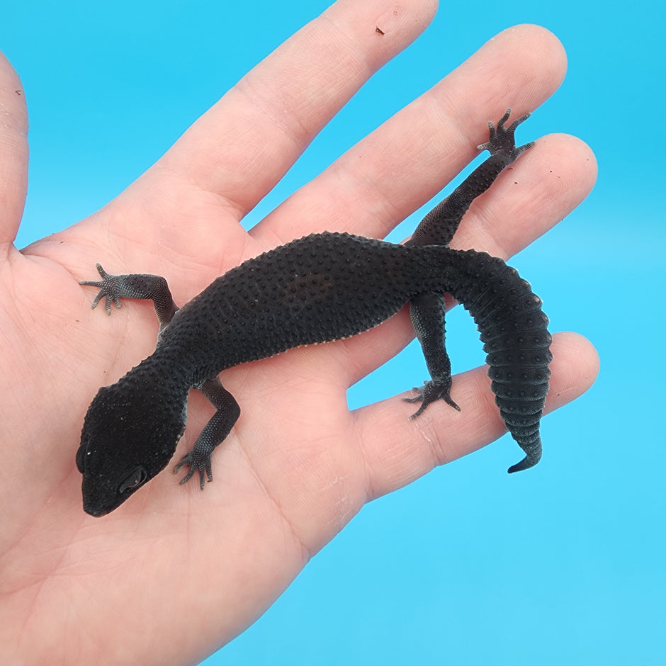 Black Night Leopard Geckos For Sale Geeky Gecko Creations black-night-leopard-geckos-for-sale-geeky-gecko-creations