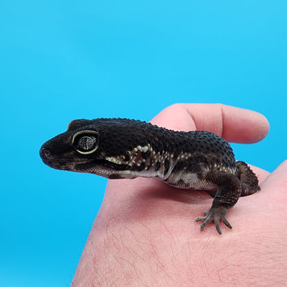 Female Black Night (S-Tier)(Pet, Slow Grower, Slight Odd leg Structure)
