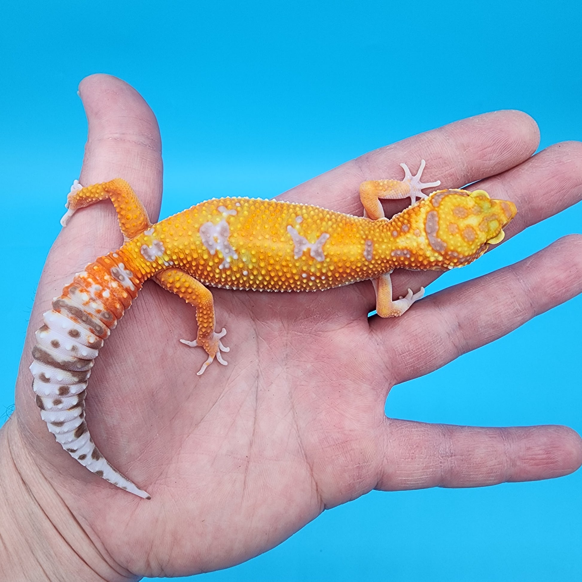 Female Mandarin Inferno Tremper Albino Emerine Possible W&Y – Geeky ...