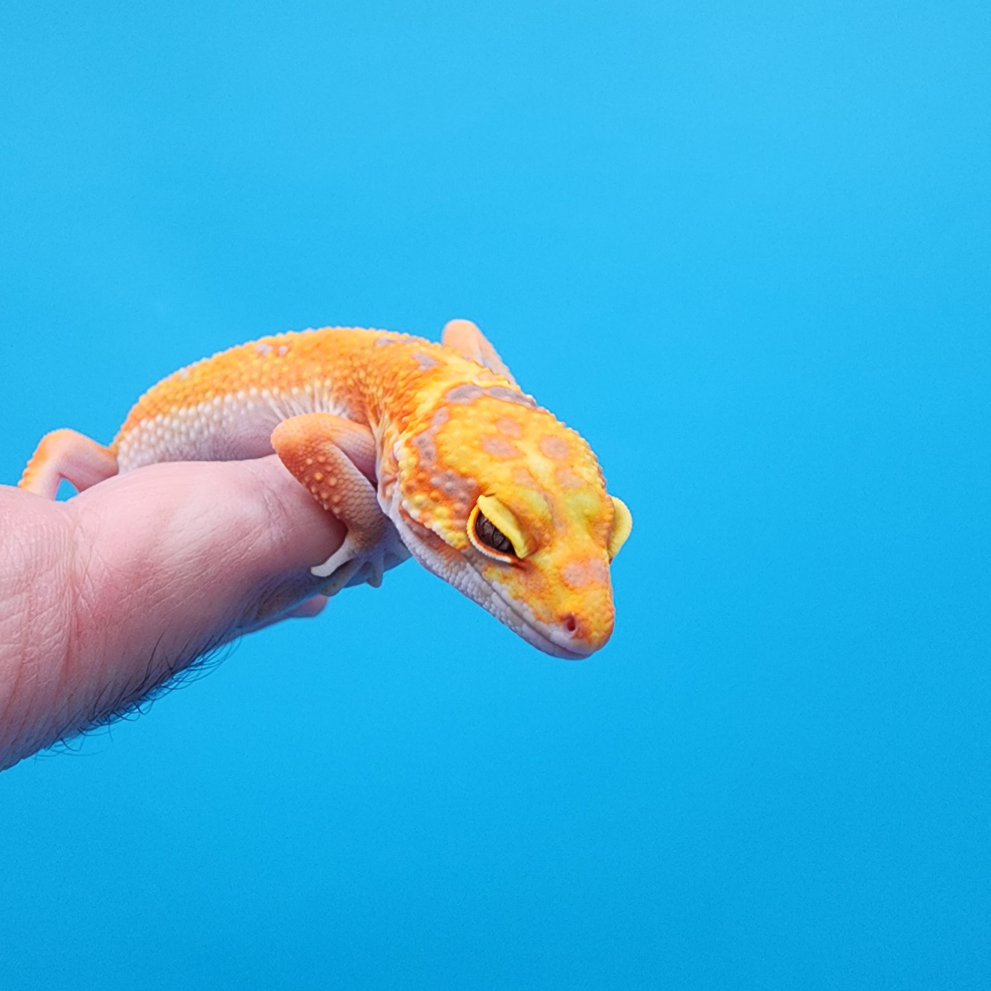 Female Mandarin Inferno Tremper Albino Emerine Possible W&Y – Geeky ...