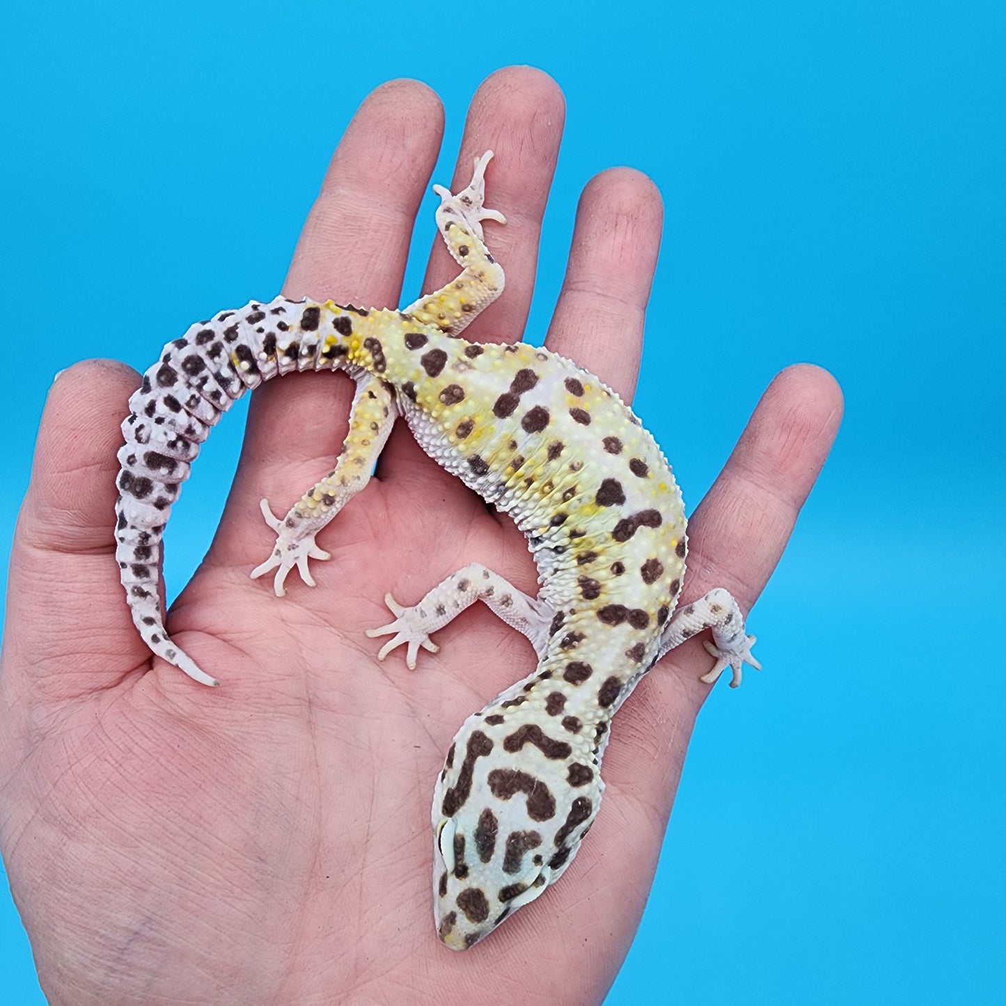 Female W&Y Bold (Ovulating; Retired Female)