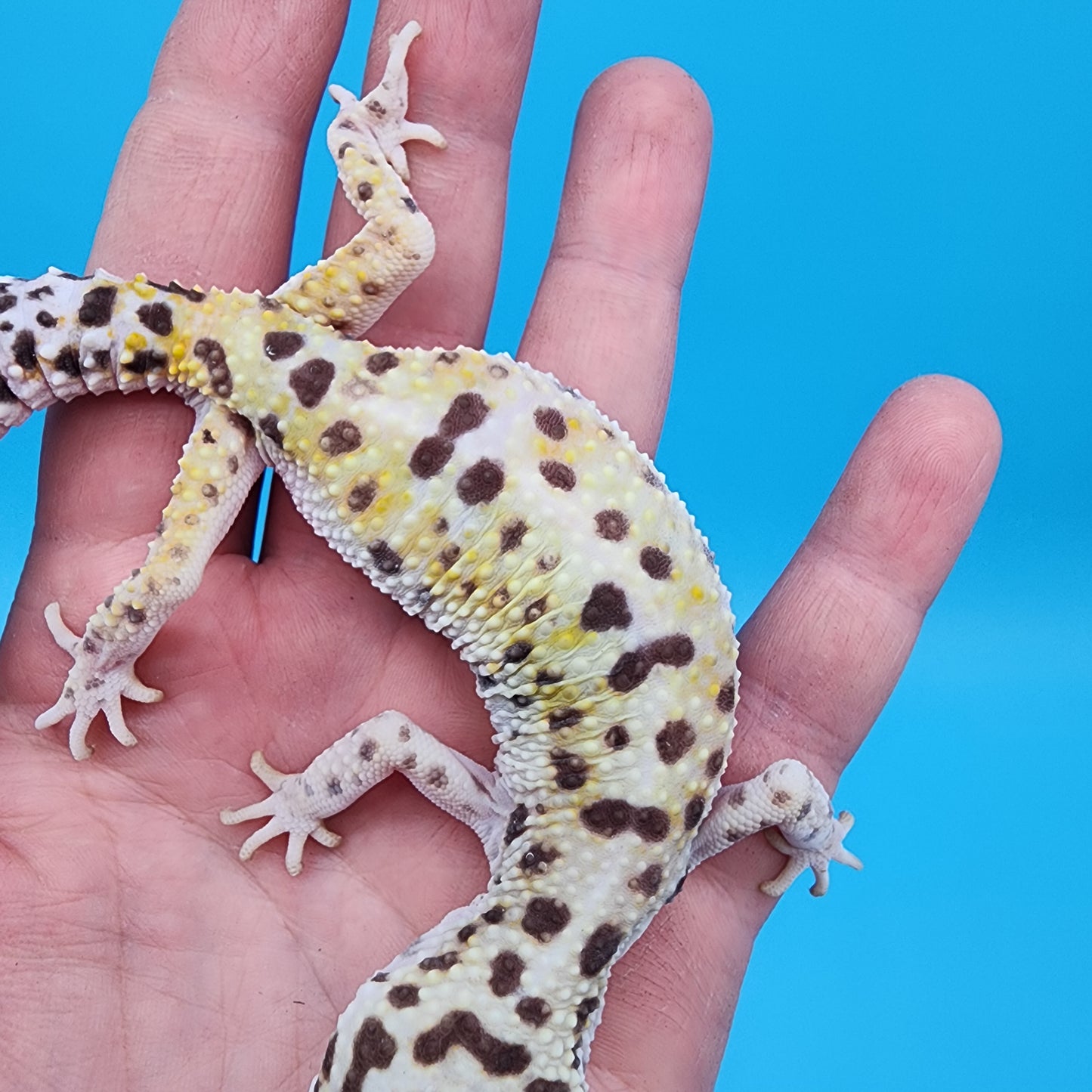 Female W&Y Bold (Ovulating; Retired Female)