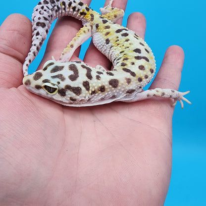 Female W&Y Bold (Ovulating; Retired Female)