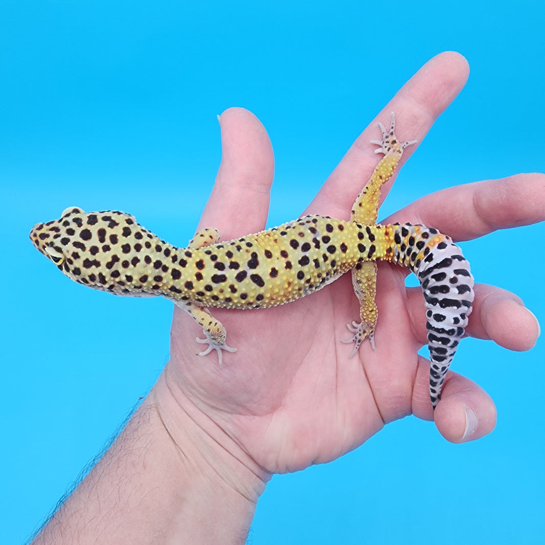 Why Are Black Night Leopard Geckos So Expensive Black Night Leopard Geckos for Sale – Geeky Gecko Creations