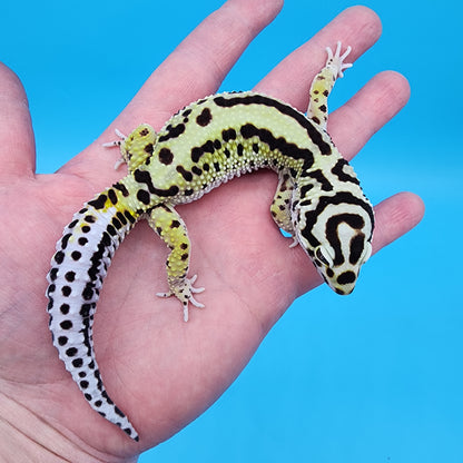 Male Hyper Xanthic Bandit (Infinity Project)