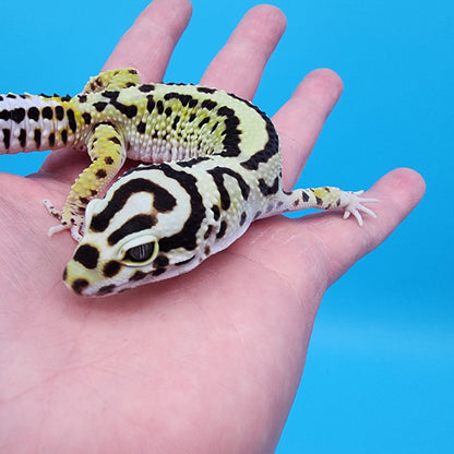 Male Hyper Xanthic Bandit (Infinity Project)