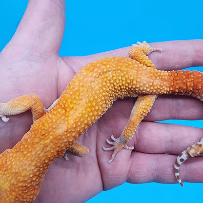 Male Mandarin Inferno Tremper Albino (pet; disformed eyelids)