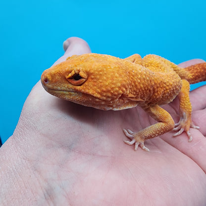 Male Mandarin Inferno Tremper Albino (pet; disformed eyelids)