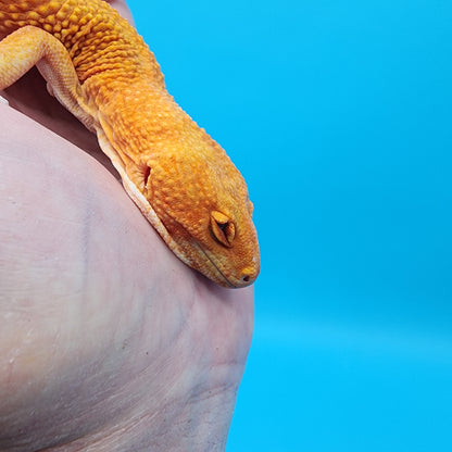 Male Mandarin Inferno Tremper Albino (pet; disformed eyelids)