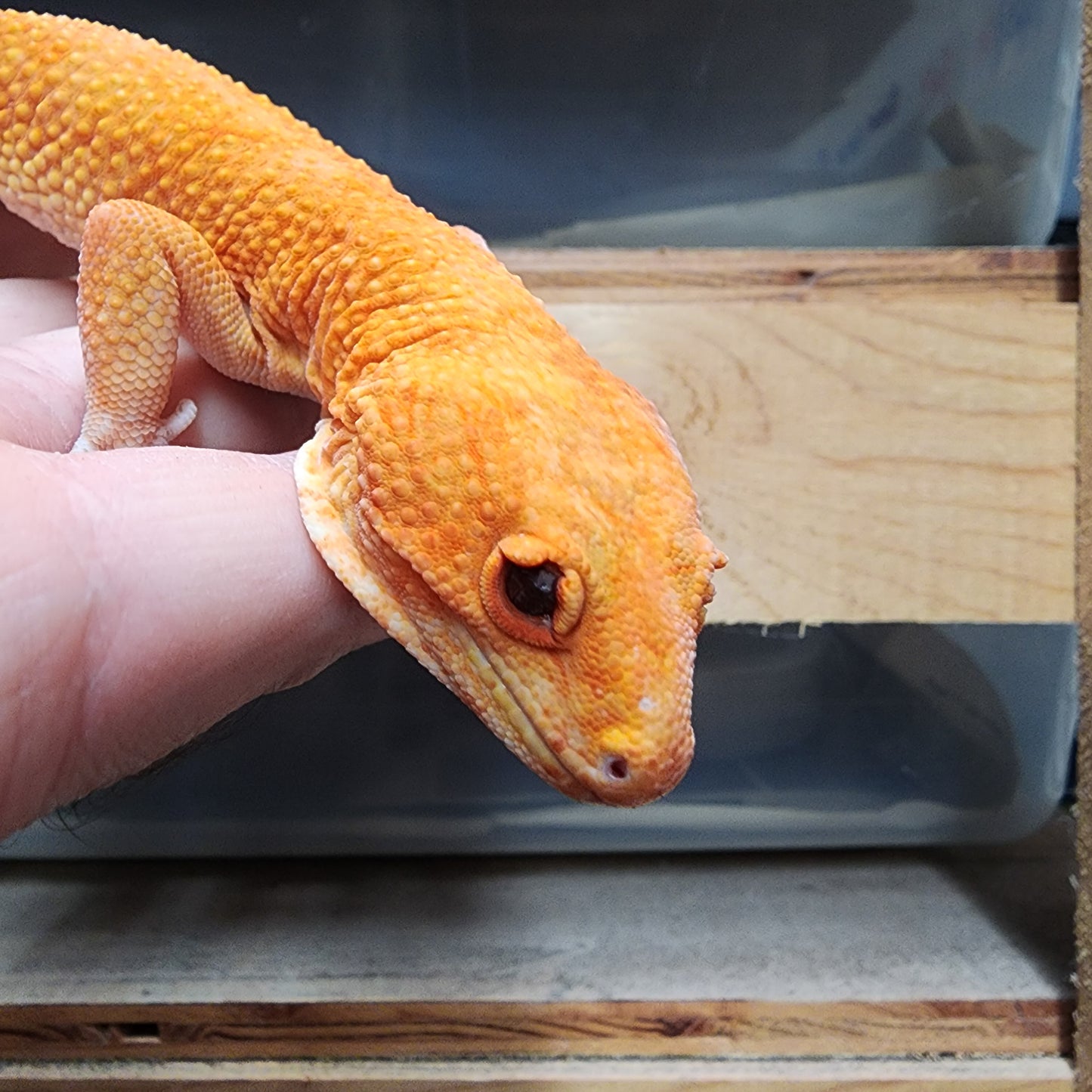 Male Mandarin Inferno Tremper Albino (pet; disformed eyelids)