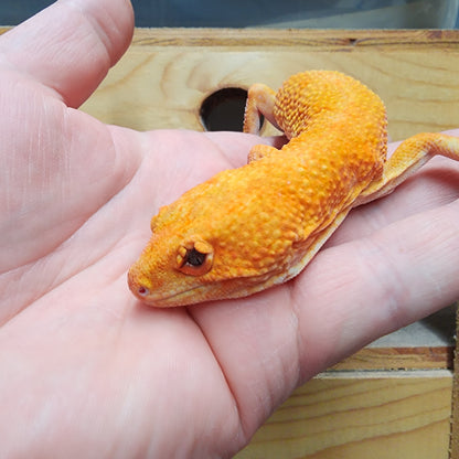 Male Mandarin Inferno Tremper Albino (pet; disformed eyelids)