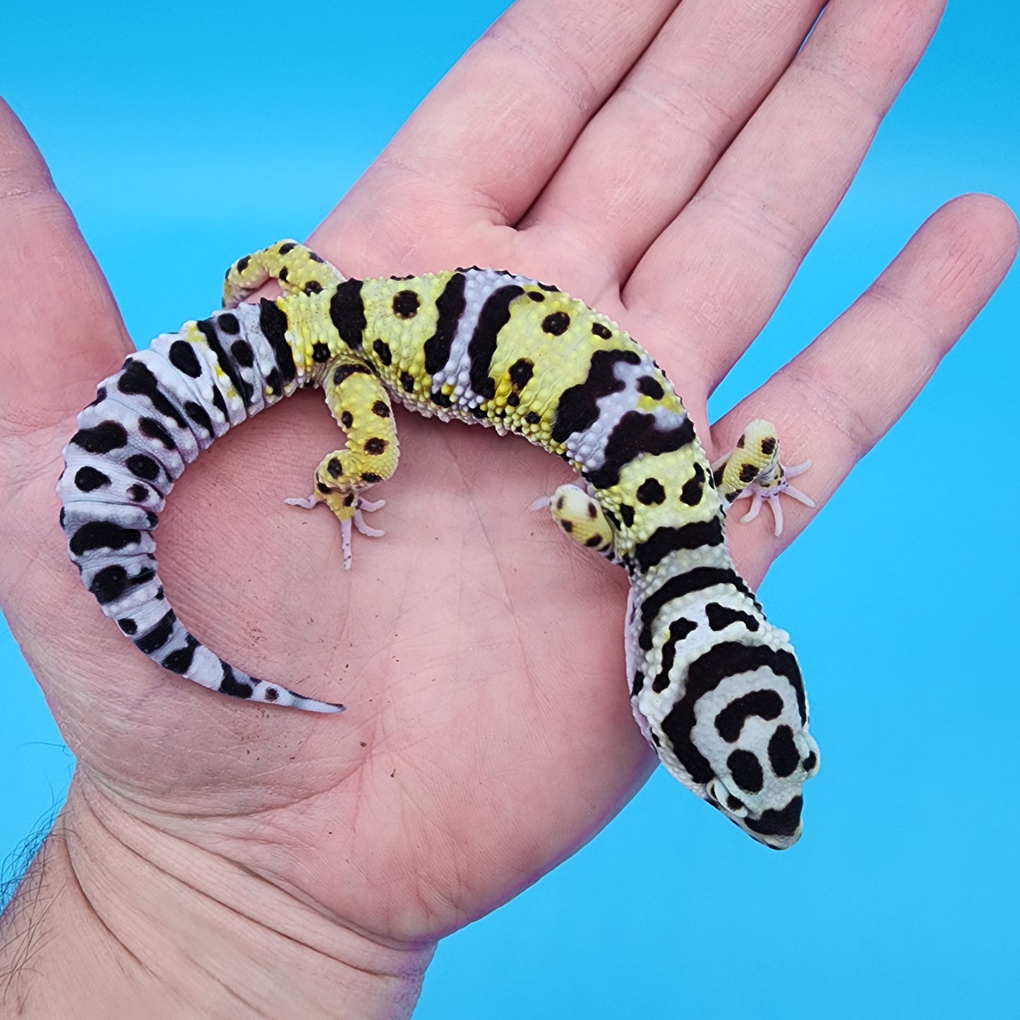Male Hyper Xanthic Halloween Mask Bold Bandit