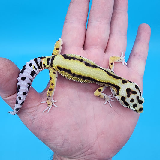 Male Hyper Xanthic Bold Stripe Bandit