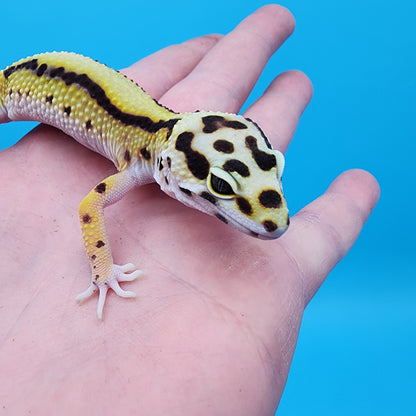 Male Hyper Xanthic Bold Stripe Bandit