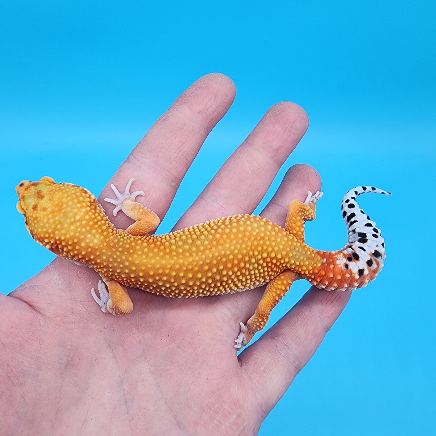 Female Red Diamond Mandarin Inferno Super Hypo
