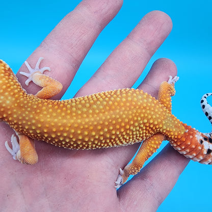 Female Red Diamond Mandarin Inferno Super Hypo