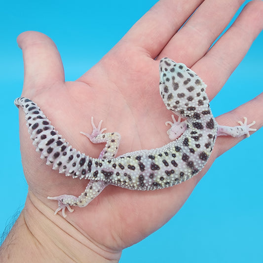 Female Fasciolatus Mack Snow Turmenicus 100% Het Eclipse