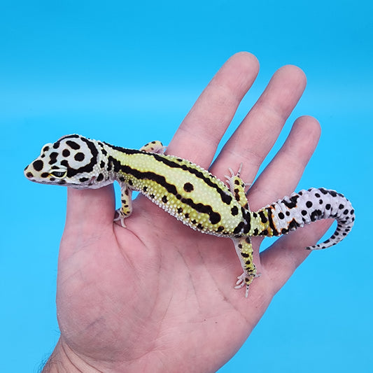 Female Hyper Xanthic Bold Stripe Bandit