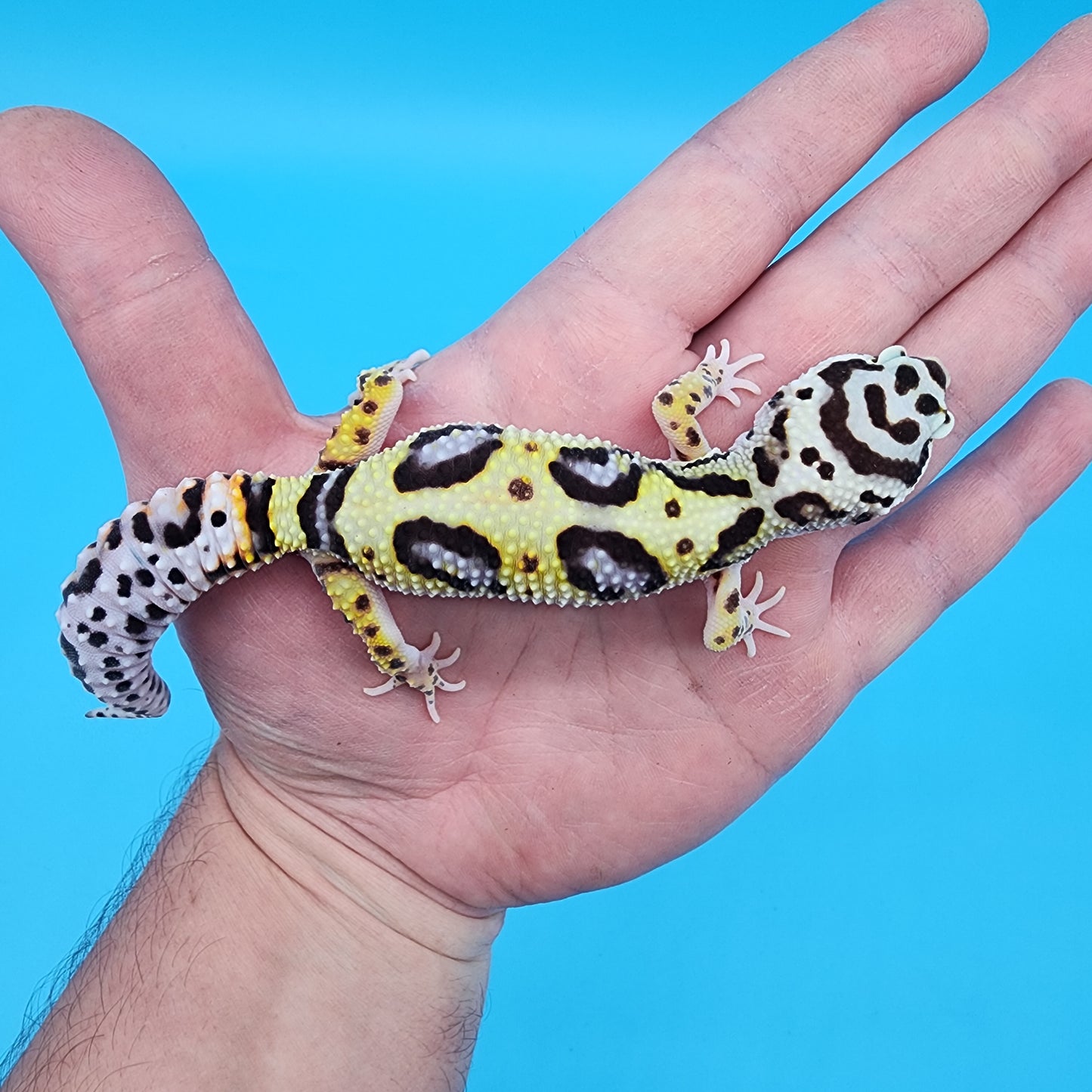 Female Hyper Xanthic Bold Bandit