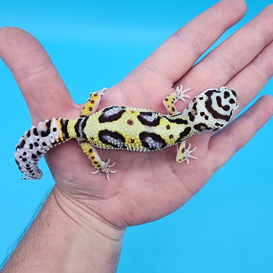 Female Hyper Xanthic Bold Bandit