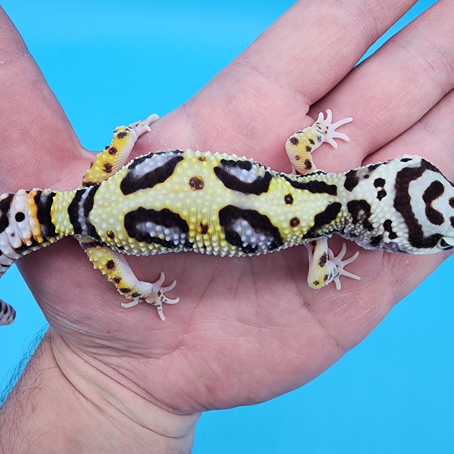 Female Hyper Xanthic Bold Bandit