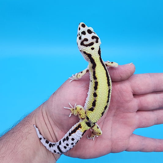 Female Hyper Xanthic Bold Stripe Bandit