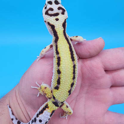 Female Hyper Xanthic Bold Stripe Bandit