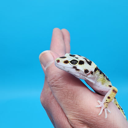 Female Hyper Xanthic Bold Stripe Bandit