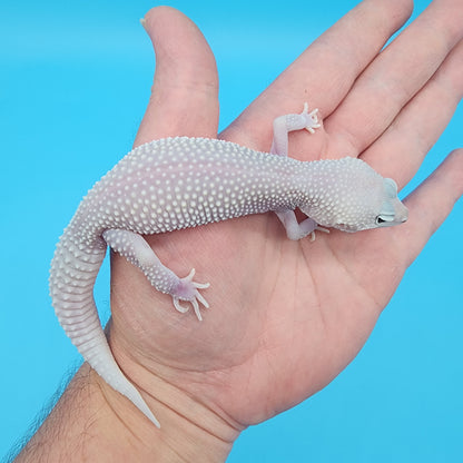 Female Afghanicus Blizzard pos Mack Snow 100% het Diablo Blanco