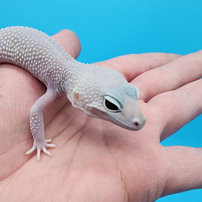 Female Afghanicus Blizzard pos Mack Snow 100% het Diablo Blanco
