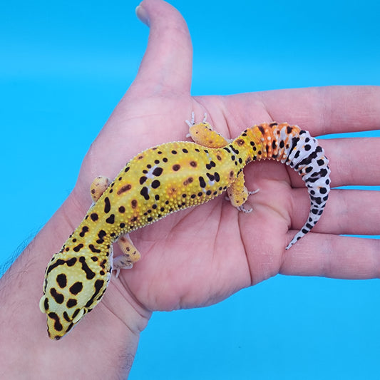 Female Hyper Xanthic Fire Bold Cross 100% Het Tremper Albino