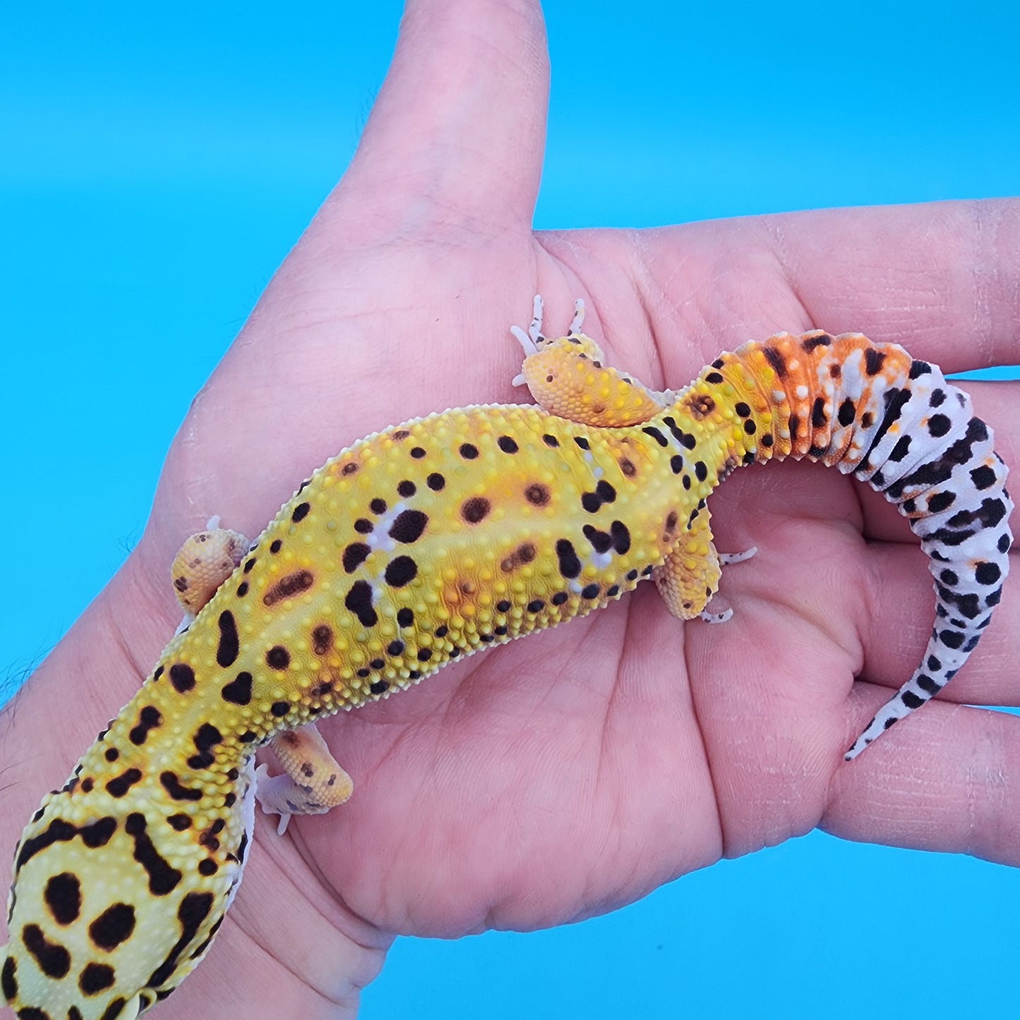 Female Hyper Xanthic Fire Bold Cross 100% Het Tremper Albino